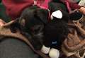 Morag the runaway dog safe and sound in new home