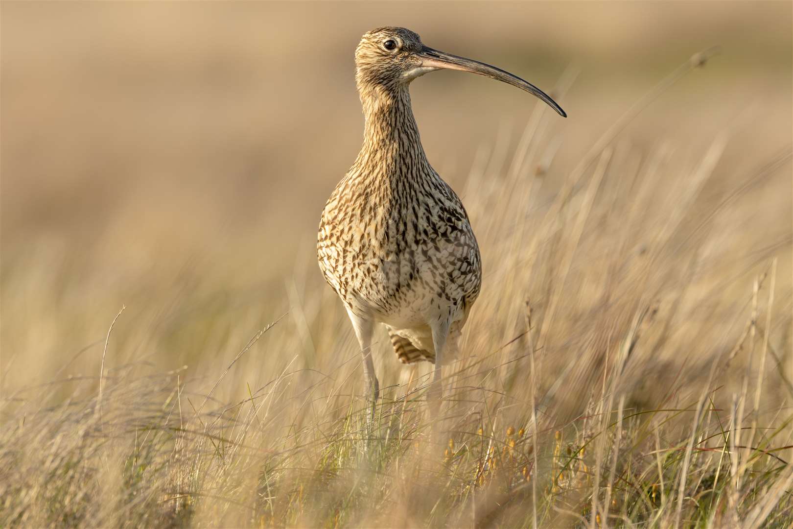Campaign group No to Swarclett has claimed that wind turbines will drive curlews away. Picture: Adobe Stock / Anne Coatesy
