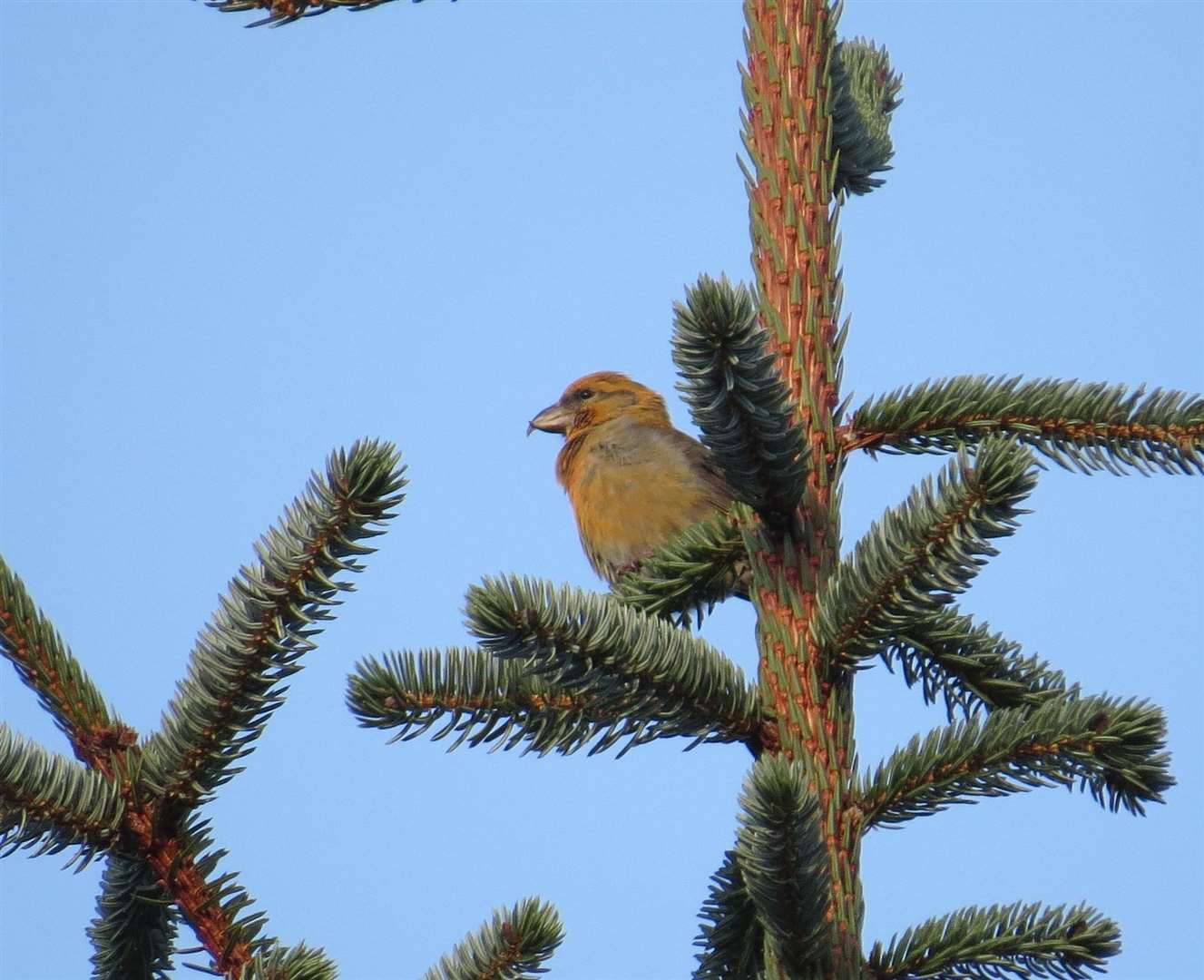 Common Crossbill photographed in Broubster Forest by Rob Hughes.