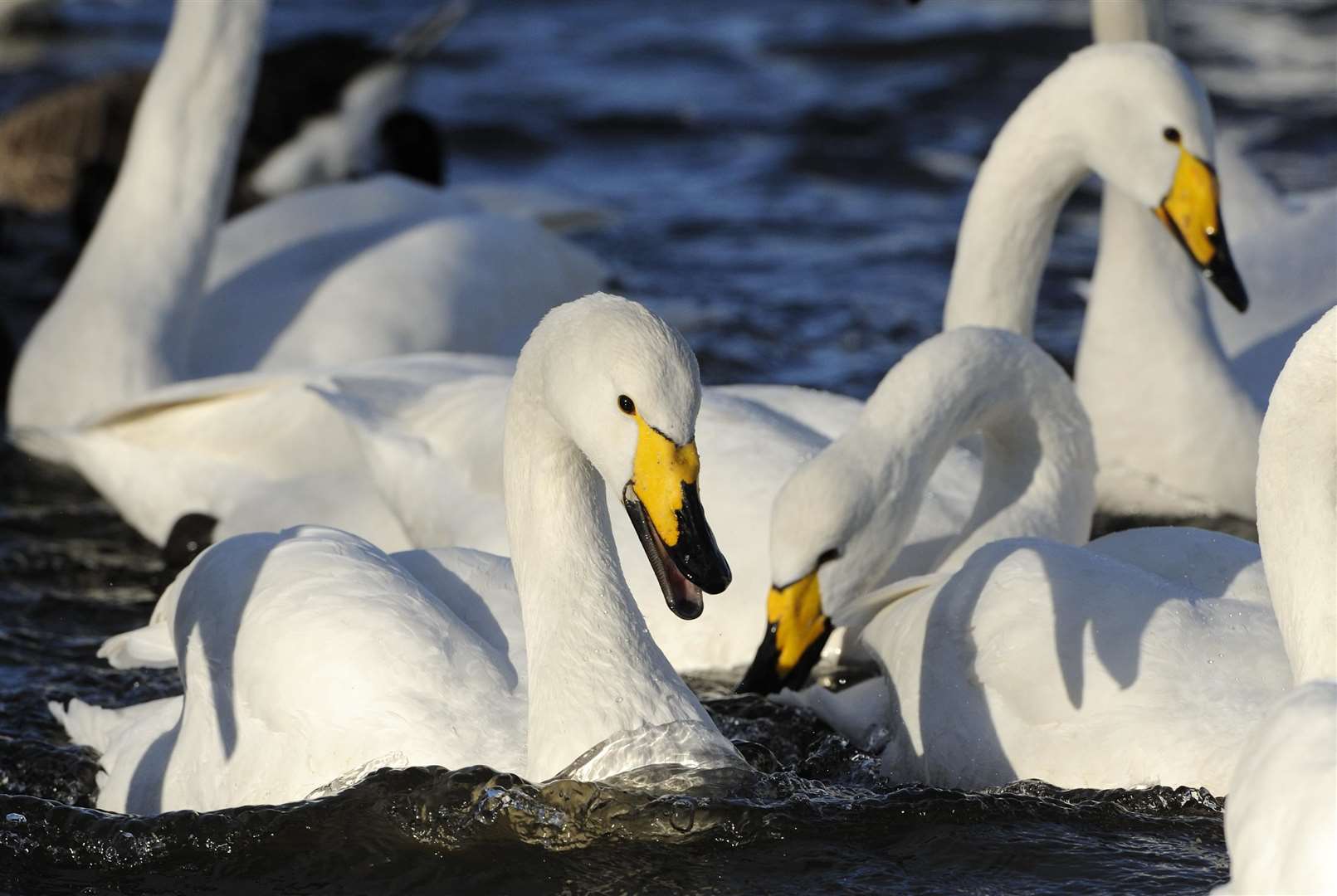 Whooper swans.