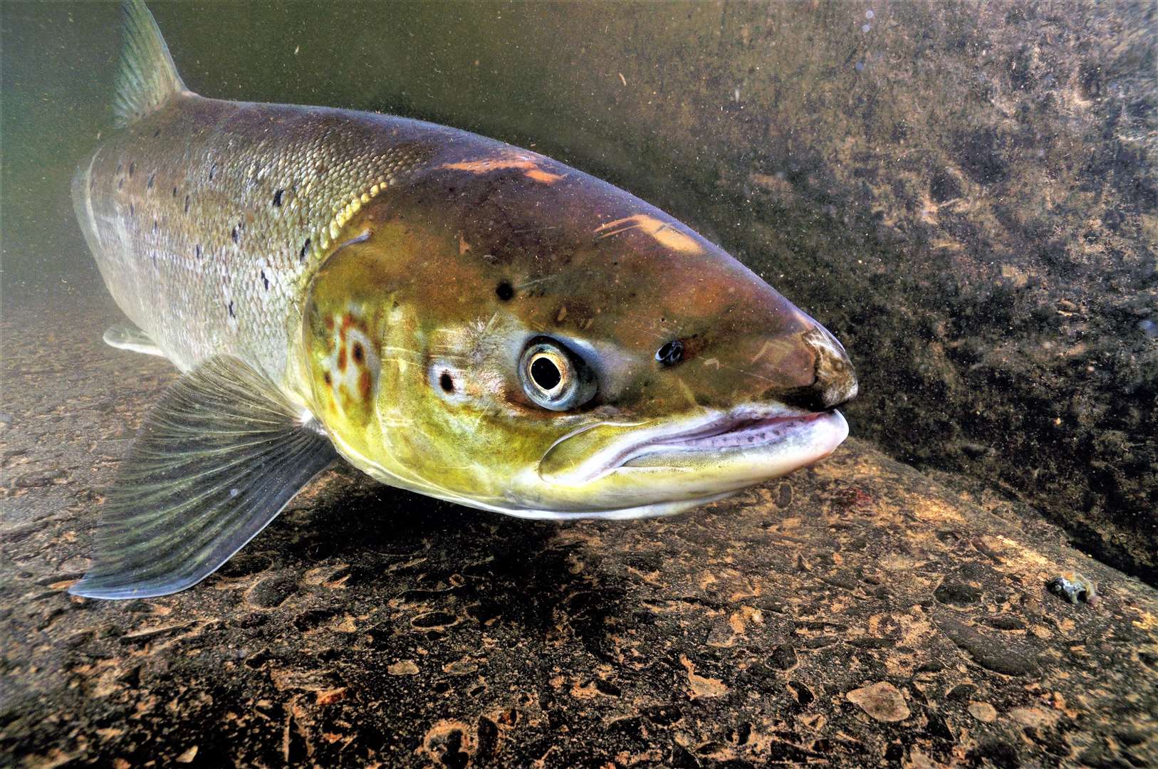 Atlantic salmon (Salmo salar), female, on its migration up river to spawn, in an Environment Agency fish trap (which is a salmon ladder with gates that the staff open once they have recorded the fish).