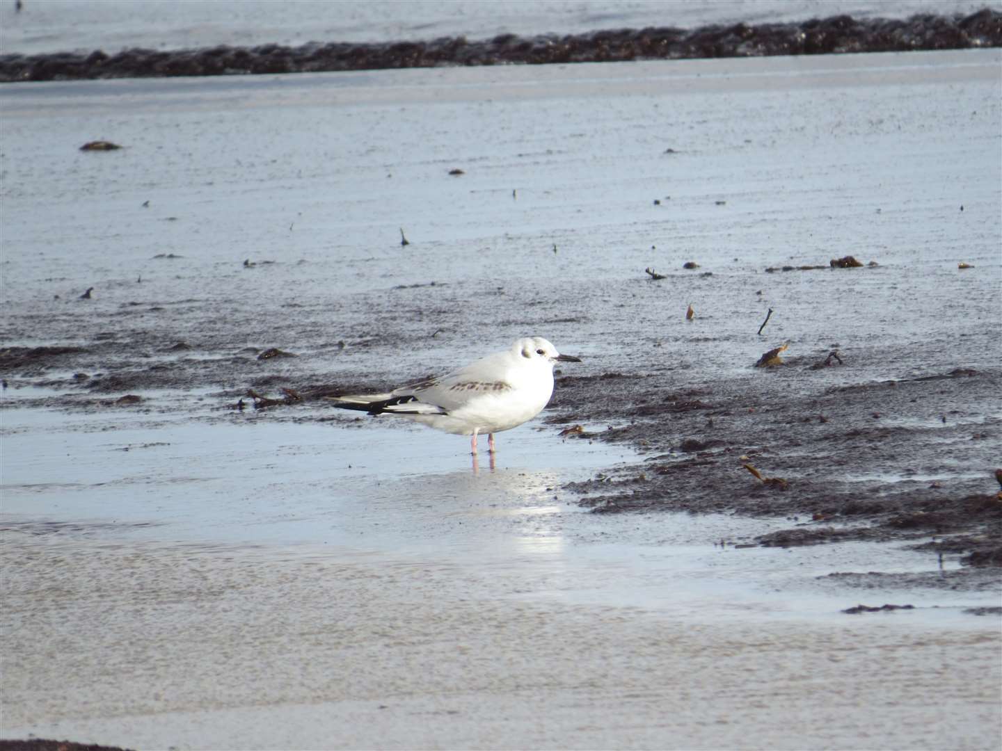 Bonaparte's Gull in Dunnet Bay.