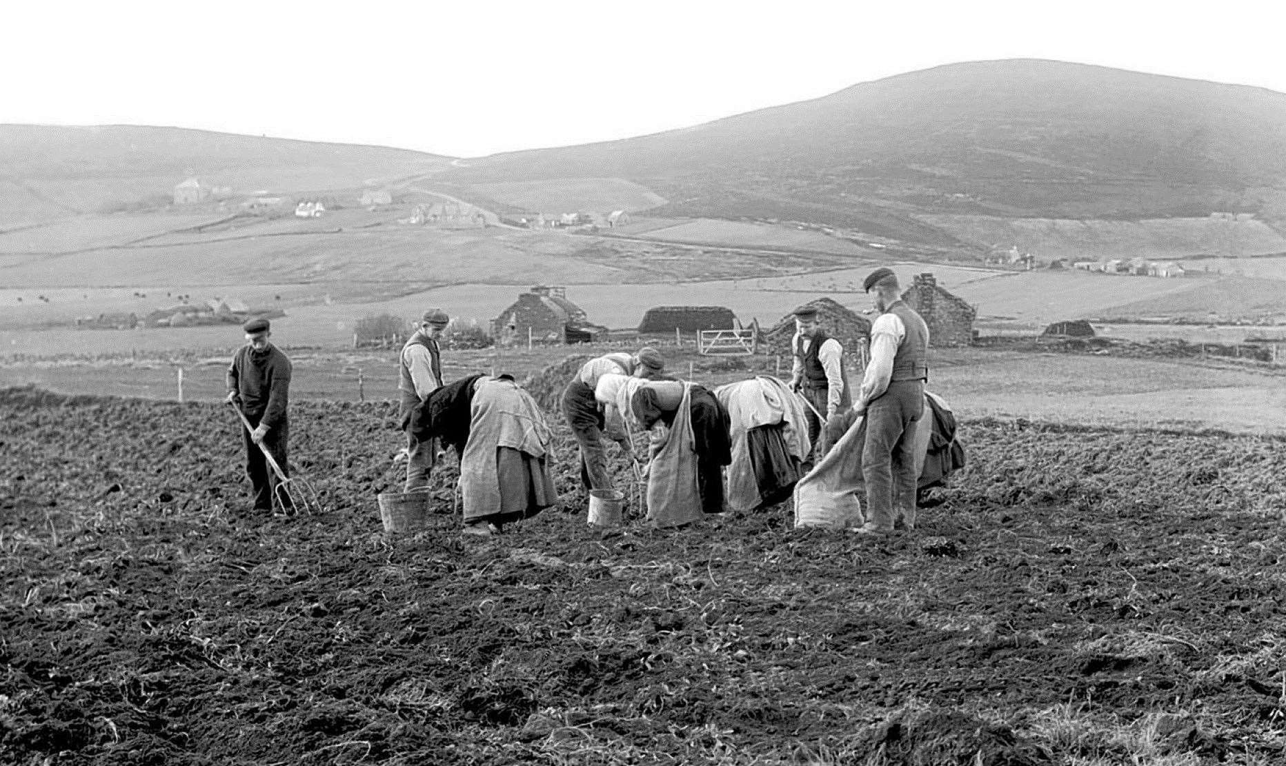 Tattie pickers hoping for a good crop – from one of Morris Pottinger's old John O'Groat Journal columns.