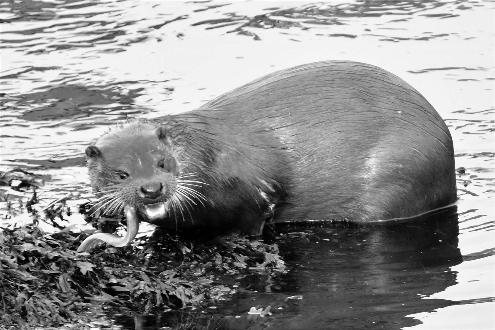 Noel Donaldson took this photo of an otter which had to come ashore to deal with a slippery customer on the lower reaches of Wick River.