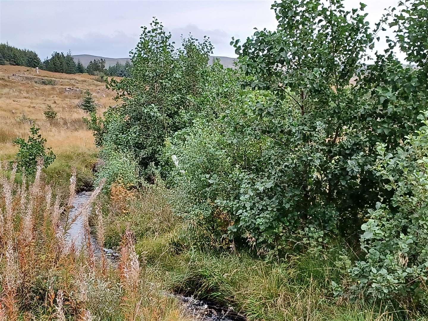 Native species are providing a balance of shade and open areas along watercourses.