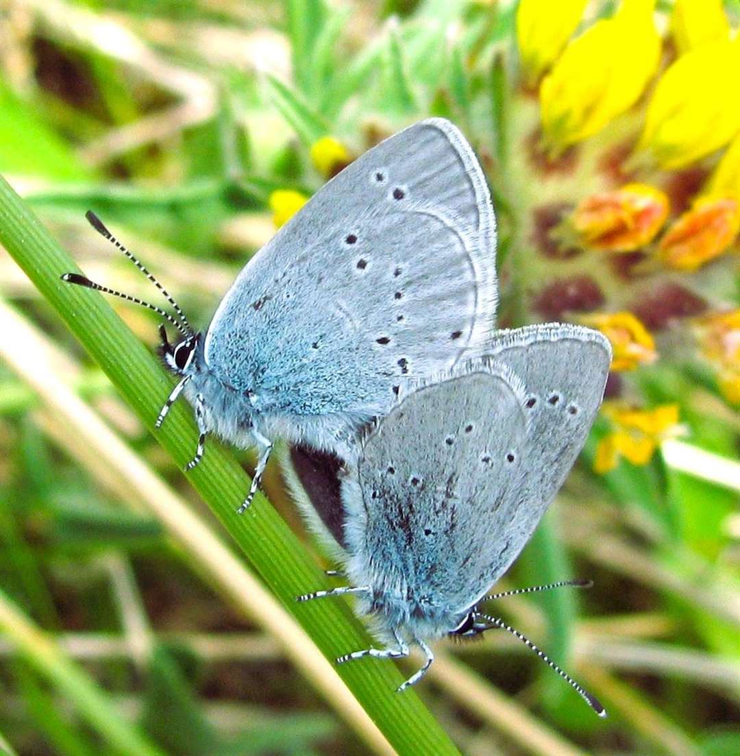 Small blue butterflies mating. Picture: Mary Legg
