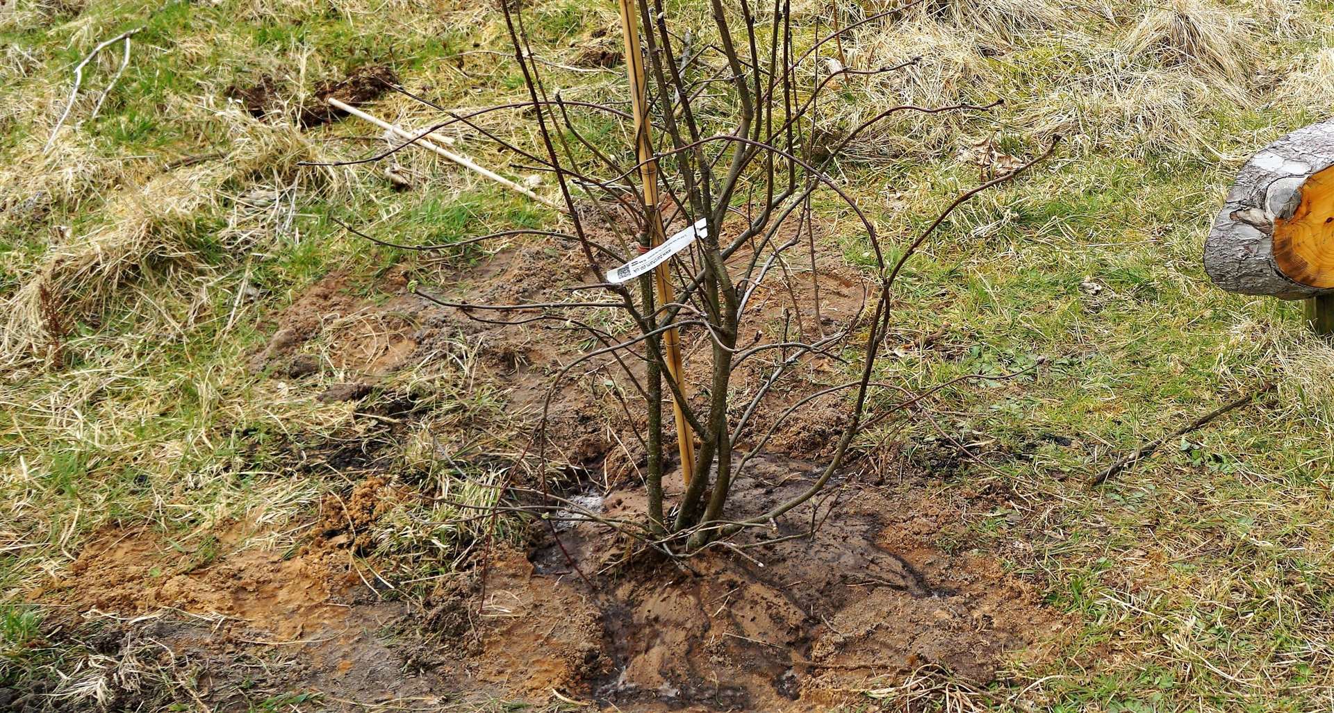 A sapling planted at Dunnet Forest that was also planted for the Queen's Platinum Jubilee. Picture: DGS