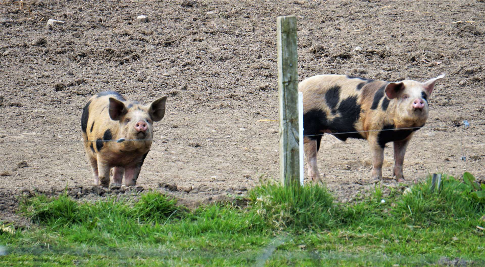The pigs are free range and move to different areas around the farm. Picture: DGS