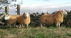 Dispute over grazing land