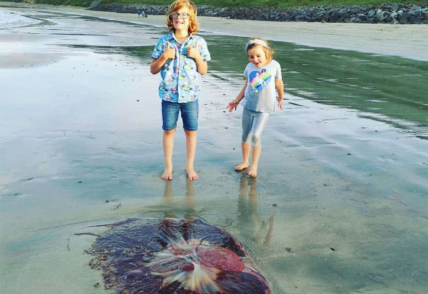 Swarms Of Stinging Jellyfish Hit Caithness Shores