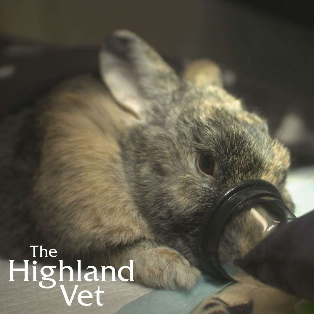 Pippa the rabbit receives treatment in the surgery. Picture: Daisybeck Studios/MCG