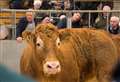 Thurso and Wick meetings to focus on electronic cattle identification system