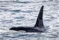 Thurso presentation gives insight into whales and dolphins