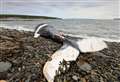 Washed-up whale had become entangled in ropes from Nova Scotia 