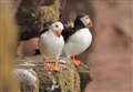 WATCH: Rare white puffin seen on Handa Island wildlife reserve