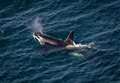 Memorable wildlife spectacle as orcas make their way along north coast