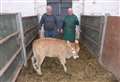Exotic calf takes the biscuit at Castletown farm