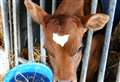 The calf with the big heart