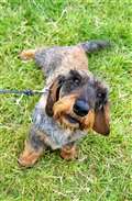 Many dogs turned up at the event as well like this wirehaired dachshund from Belgium. Picture: DGS