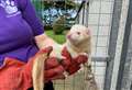 Pet of the Week: Scout the ferret