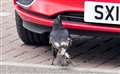 Meals on wheels! This curious looking carrion crow is making the most of the recent fly plague by picking dead ones from parked cars.