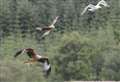 Poisoned red kite contained traces of banned pesticide