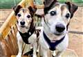 Pets of the Week – Oats and Rosie seek forever home 