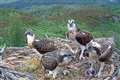 Highland ospreys have names migrated to Mars