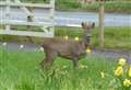 Drivers warned to look out for roe deer