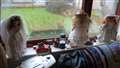 Water was leaking through broken seals on his windows. Picture: DGS