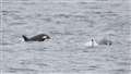 Picture: Steve Truluck (Sea Watch Foundation WDC)