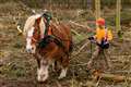 Rare breed horses help with biodiversity push at National Trust estate