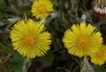 Beautiful Botanicals: Coltsfoot – The Botanical Used To Cure A Cough
