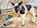 A breeder has already taken a fancy to the Kirkton lamb and wishes to purchase him.