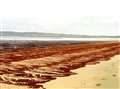Dorcas Sinclair does beach cleaning at Dunnet and thinks the substance may be a type of seaweed. Picture: Linda Stewart