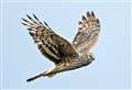 Eyes to the skies for returning hen harriers