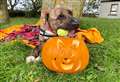 Spooktacular dog home being looked for in Caithness this Halloween 
