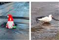 WATCH: Caithness potholes are so quackers that ducks swim in them and Santa got stuck