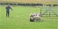 Poor Tib is given a good knock. Picture: Carol Mellin
