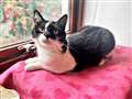 Bella the cat is looking for a forever home.