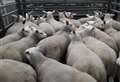 Sheep event cancelled for a second time due to the coronavirus 