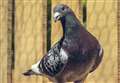 Wick pigeons in race from Beauly