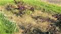 The rose bed at Wick cemetery was neglected and overgrown two years ago.
