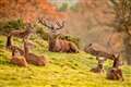 Road safety campaign launched to warn of increased deer collision risk