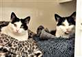PETS OF THE WEEK – furry friends Tom and Elvis seek a happy home together 