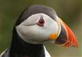 Puffins have their feathers ruffled at breezy Dunnet 