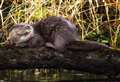 Otter puts on a show at Thurso riverside