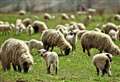 Report calls for short leash for dogs – and owners - during lambing season