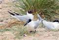 'Worrying' rise in dead seabirds on Scottish coast from Caithness to Berwickshire 