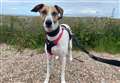 Pet of the Week: SPCA Caithness and Sutherland Animal Rescue and Rehoming Centre 